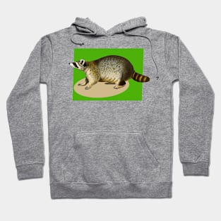 raccoon on a green backcolor Hoodie